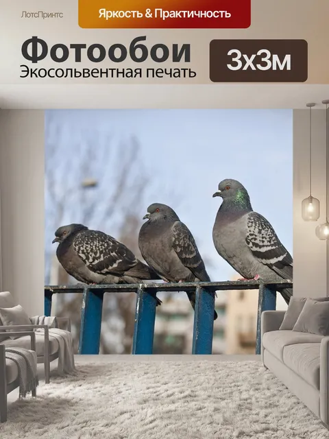 Фотообои Голубь