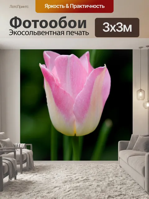 Фотообои Розовый тюльпан Цветочный