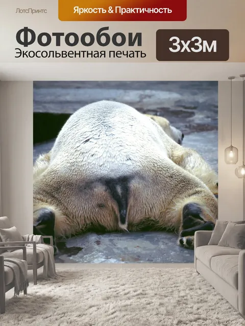 Фотообои Белый медведь Фотография белого медведя