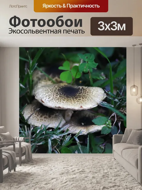 Фотообои грибы, растущие на зеленой лужайке