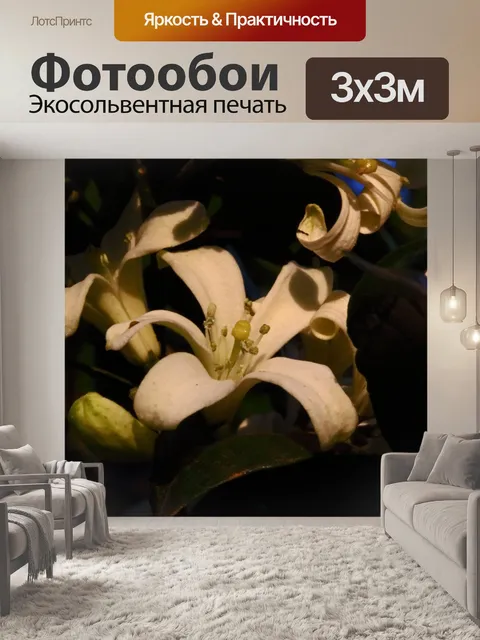 Фотообои близкий вид апельсина джессамин