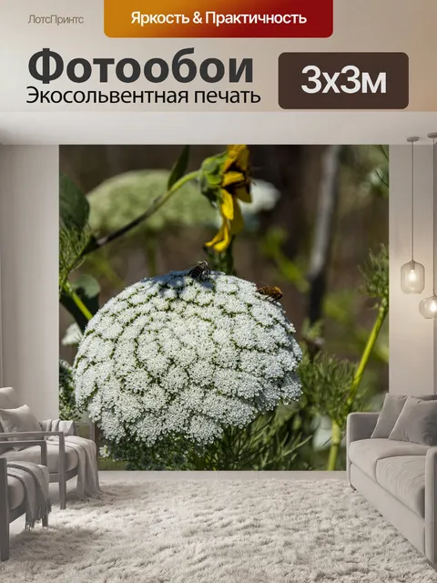 Фотообои Белая гортензия