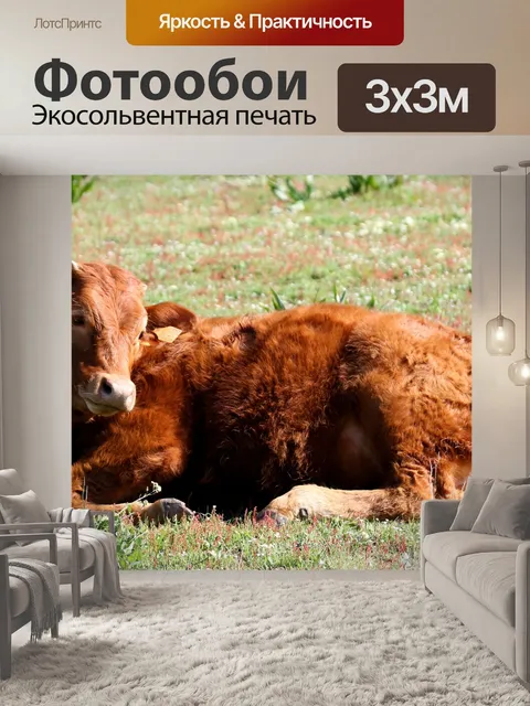 Фотообои Крупный рогатый скот