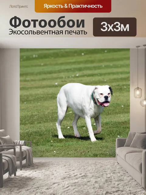 Фотообои Боксер собака