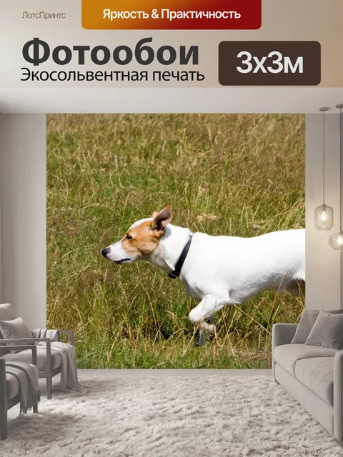 Фотообои Собака на прогулке