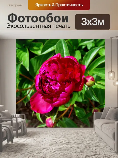 Фотообои Цветущий пион