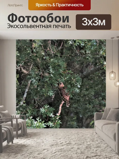 Фотообои Запретная сова в деревьях