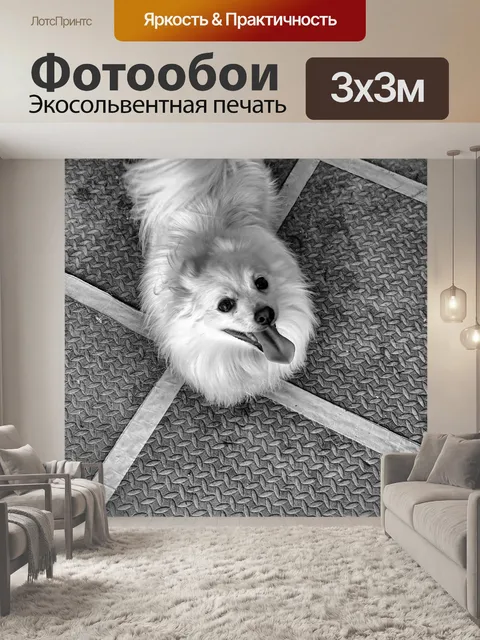Фотообои Белый Поморский Пуп