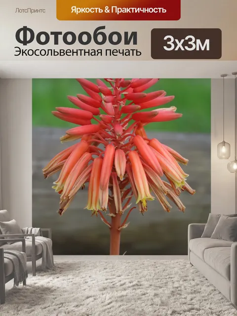 Фотообои Алоэ вера
