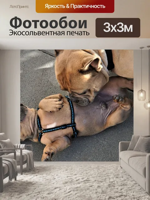 Фотообои Французский бульдог