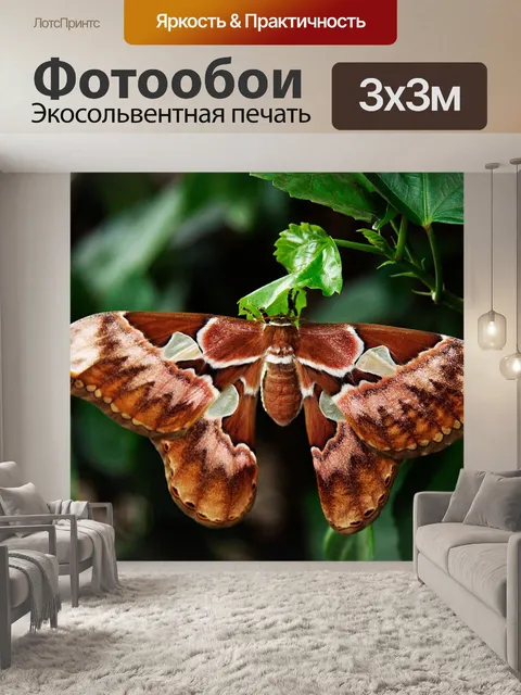 Фотообои Атлас бабочек