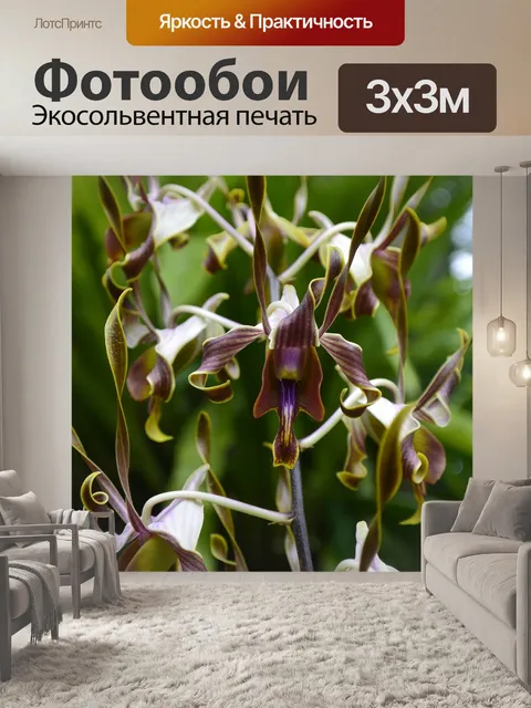 Фотообои Орхидеи