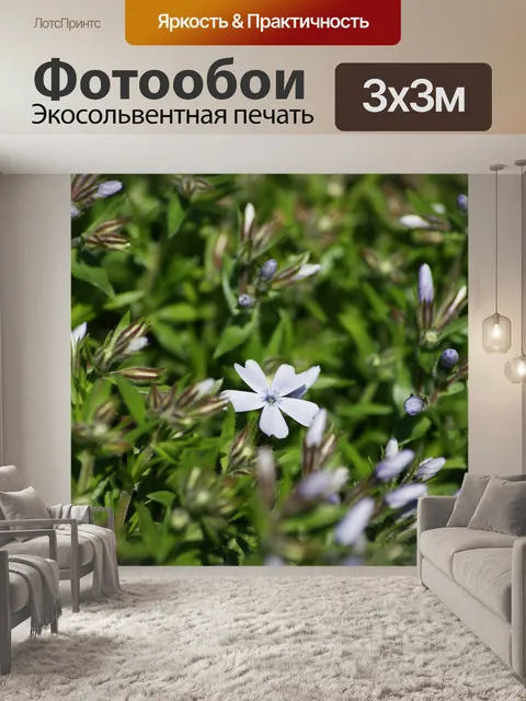 Фотообои Флокс