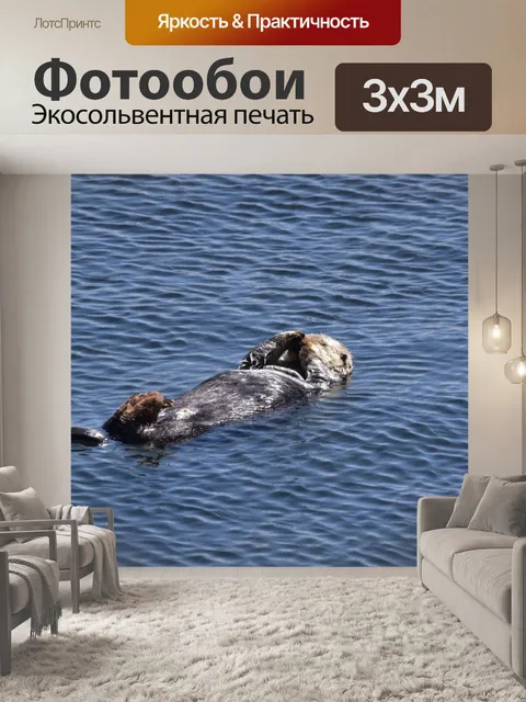 Фотообои Морская выдра, плавающая