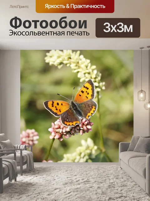 Фотообои Бабочка