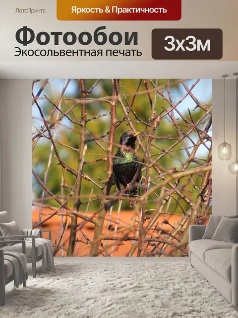 Фотообои Певчие птицы