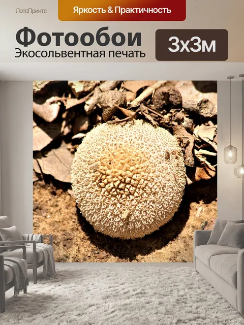 Фотообои Колючий гриб
