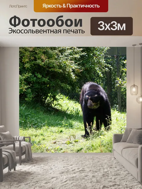 Фотообои Медведь в лесу