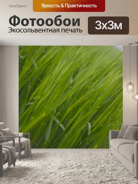 Фотообои Поле зеленого ячменя