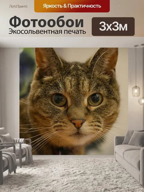 Фотообои Кошки