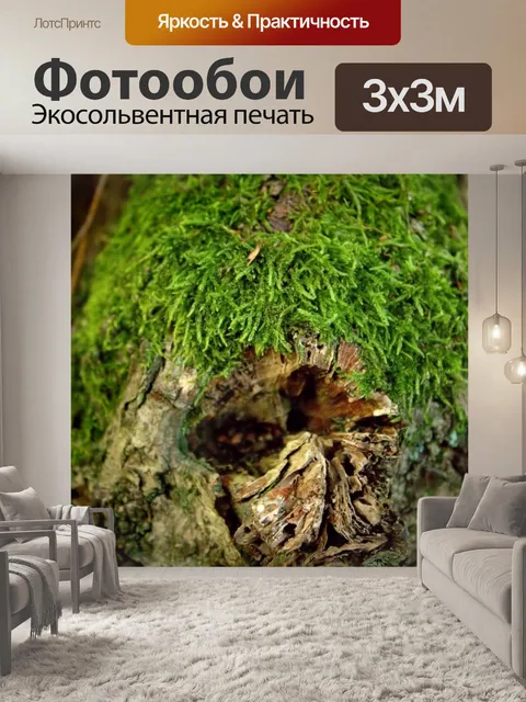 Фотообои Войти лесу