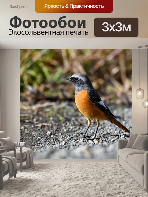 Фотообои Американский робин