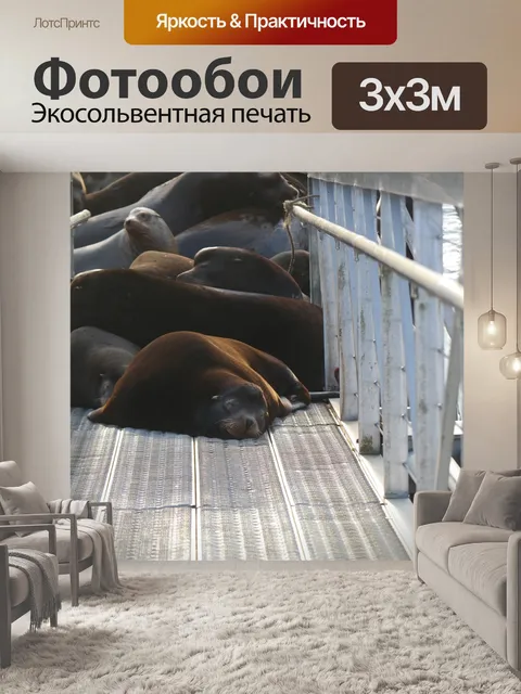 Фотообои Морской лев