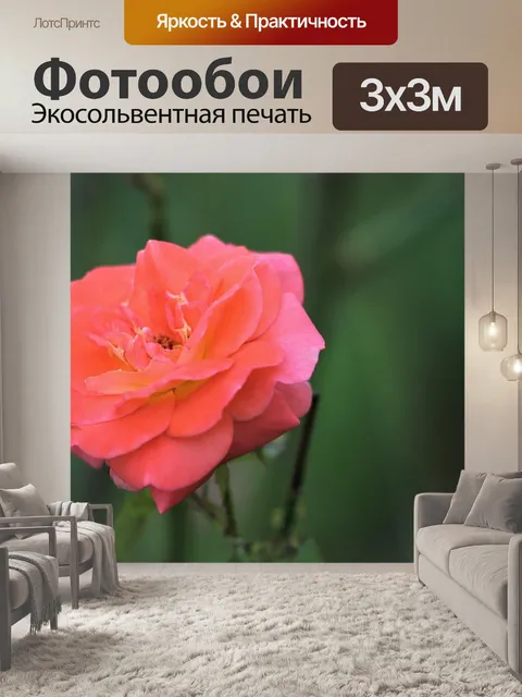 Фотообои Оранжевый розовый роза