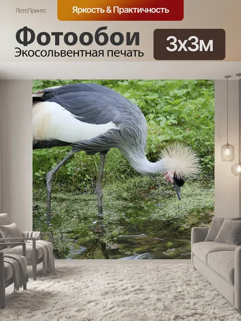 Фотообои Серый шеи королевский журавль