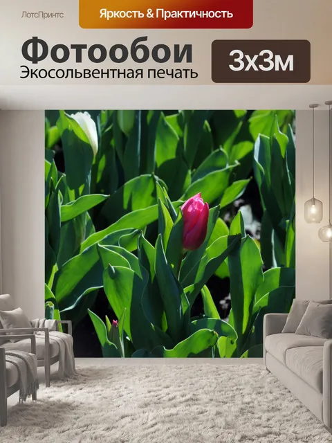 Фотообои Розовый тюльпан
