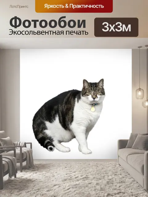 Фотообои Кот, изолированных на белом