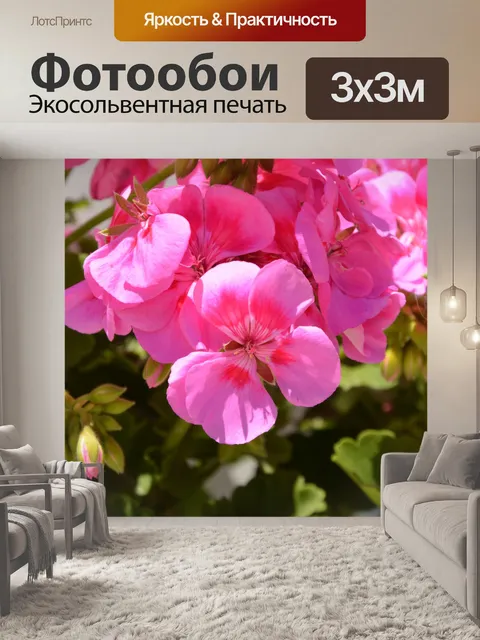 Фотообои Герань цветок розовый
