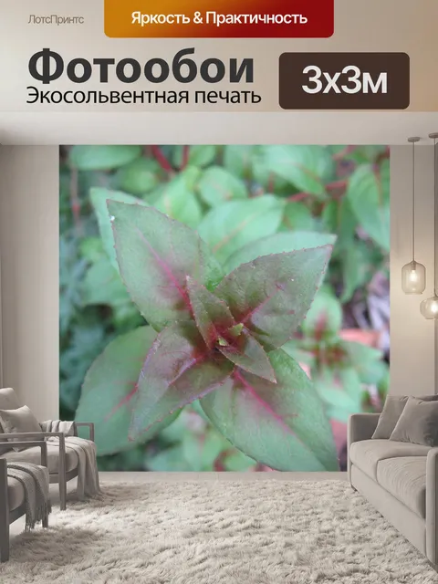 Фотообои Фуксия листья