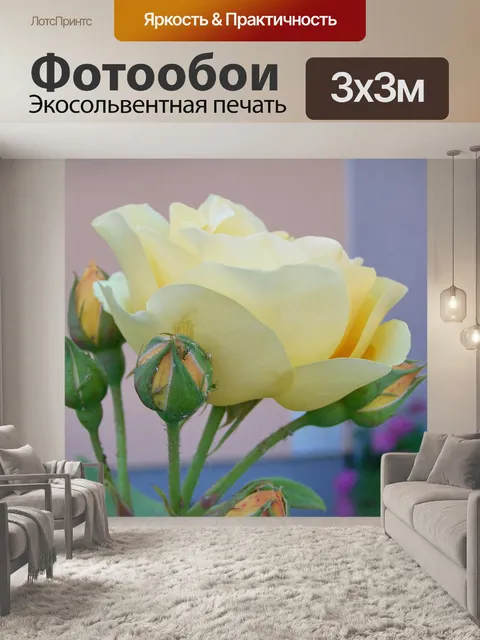 Фотообои Чайная роза