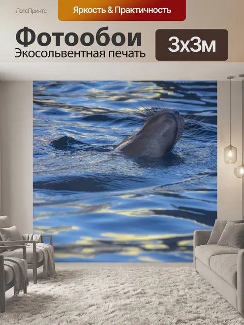 Фотообои тюлень, морской лев