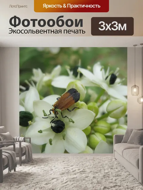 Фотообои насекомое на orinthogalum aribicum