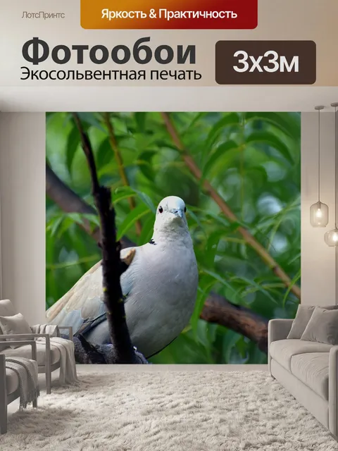 Фотообои Кольцо шеей голубь
