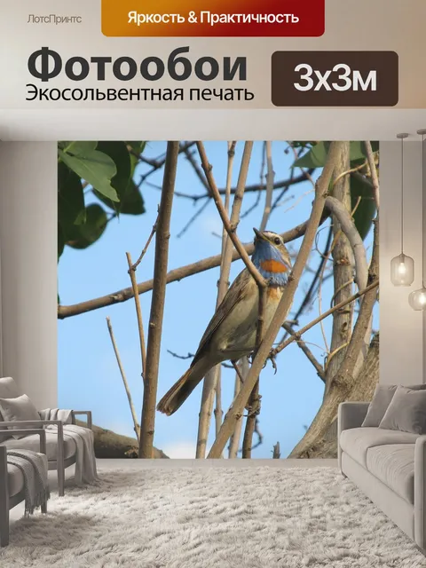 Фотообои Птицы