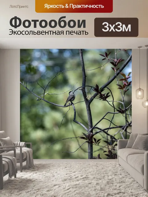 Фотообои Горная синица