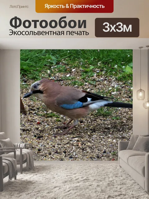 Фотообои Сойка