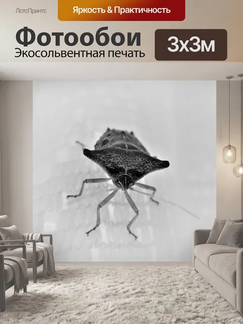 Фотообои Вонючий насекомые