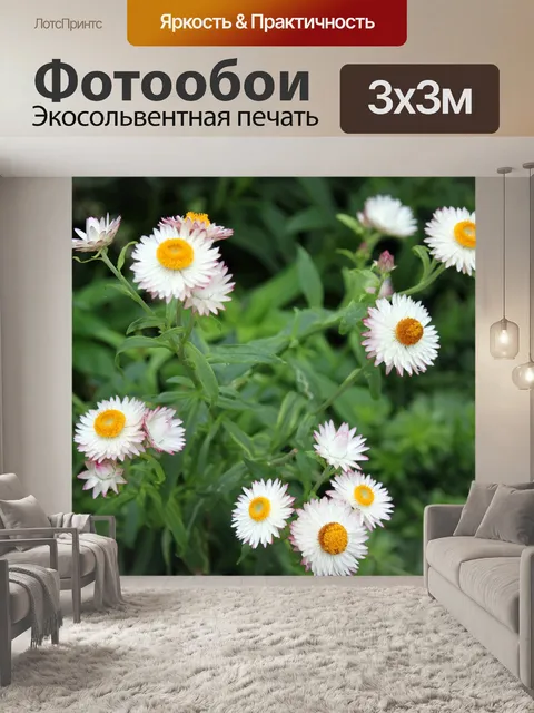 Фотообои Желтые и белые ромашки цветок