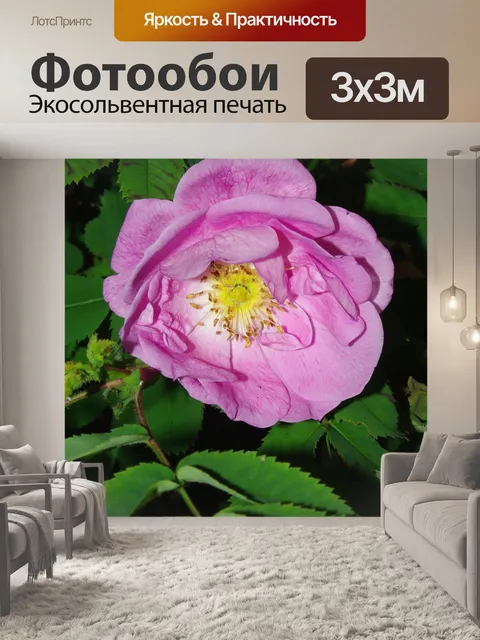 Фотообои Розовый