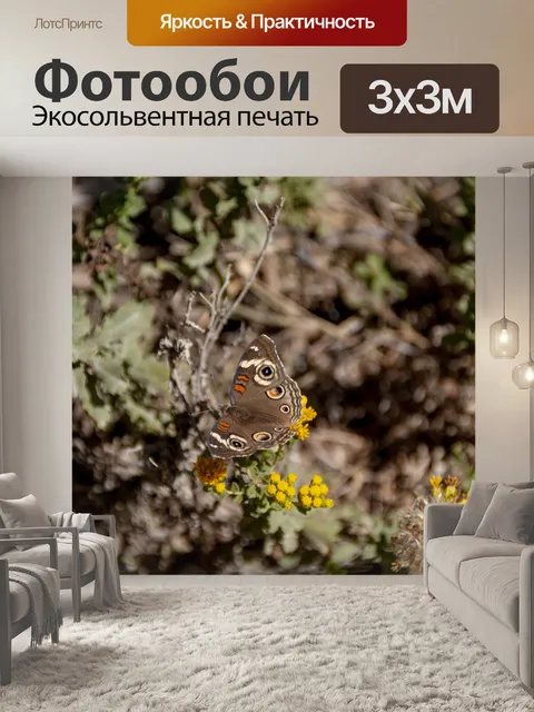 Фотообои Бакейская бабочка