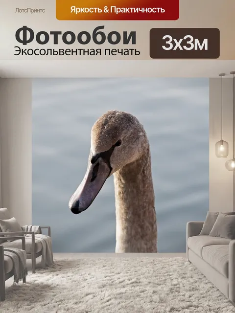Фотообои Лебедь