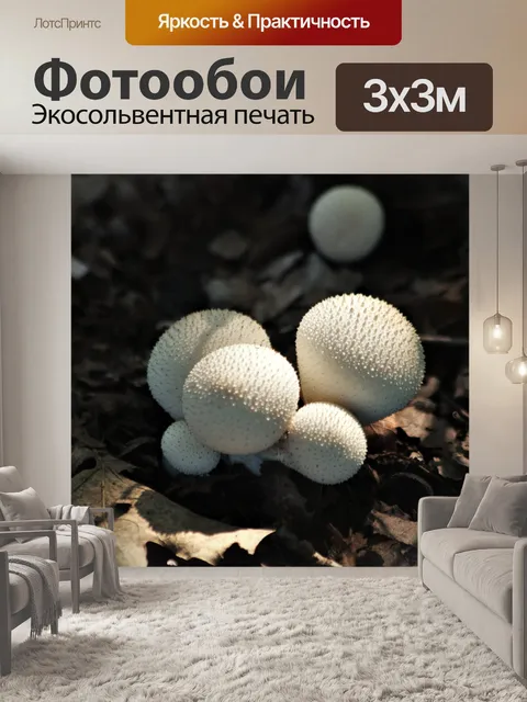 Фотообои Белые грибы Puffball крупным планом