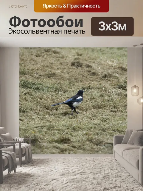 Фотообои Сорока прыгает на лугу
