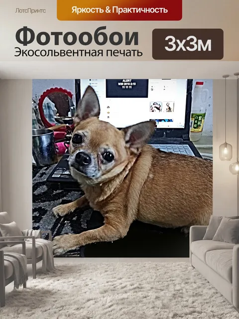 Фотообои Чихуахуа