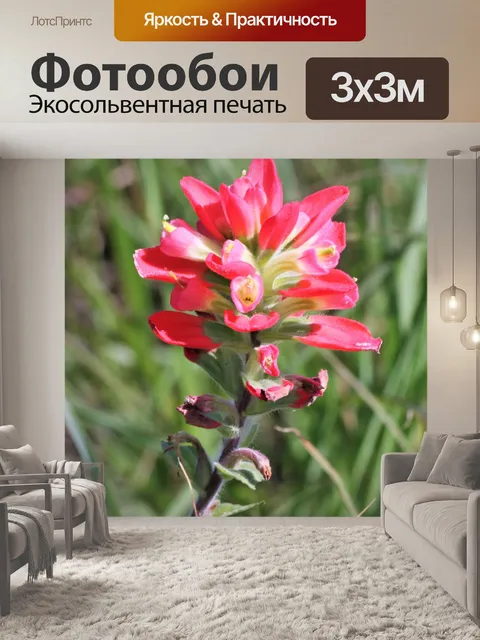 Фотообои Индийская кисть Wildflower