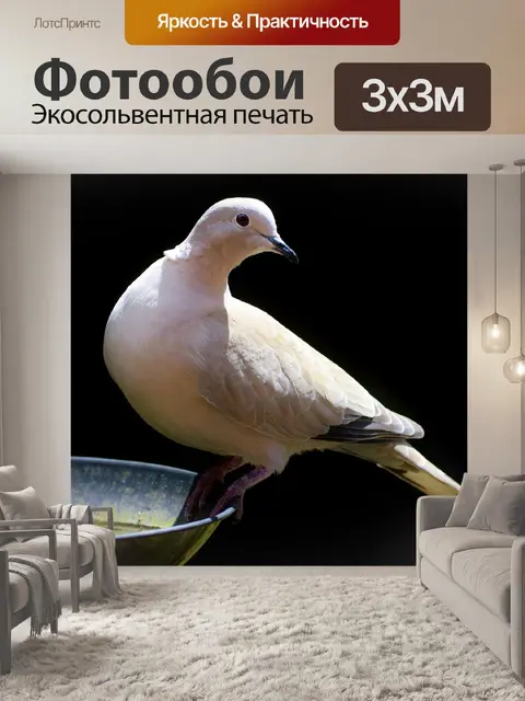 Фотообои Голубь